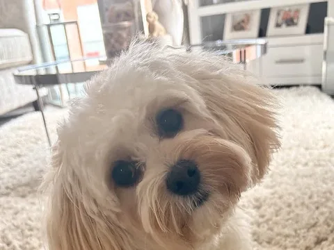 Posh Pooches Dog Grooming salon