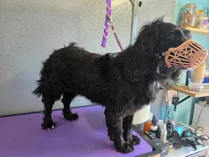 Posh Pooches Dog Grooming & Services.