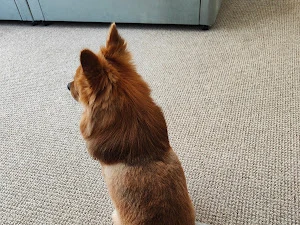 Posh Pooches Spalding and Peterborough