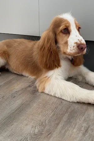 Practically Pawfect