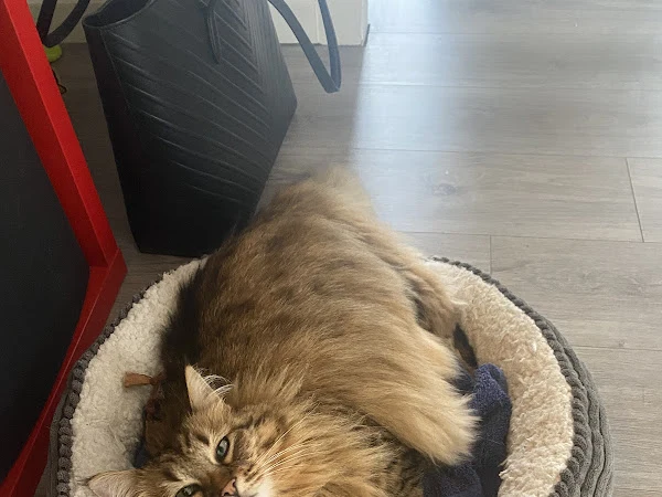 Preen & Purr Mobile Cat Grooming