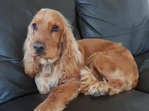 Pretty Pawfect Dog grooming and Spa