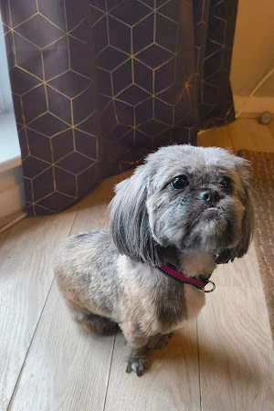 Pretty Paws Dog Grooming Services