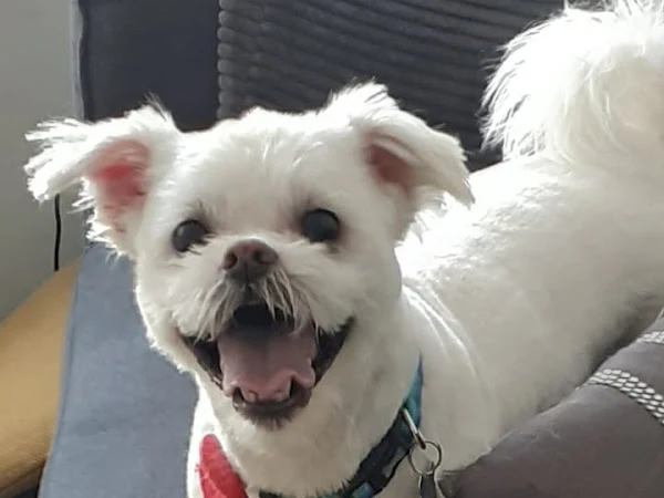 Pretty Paws K9 services & Dog Walking