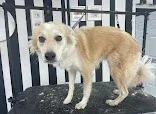 pretty Pooches Dog Grooming