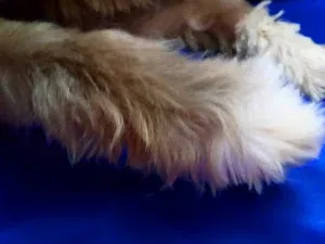 Prim N Proper Pooches Dog Groomers And Supplies