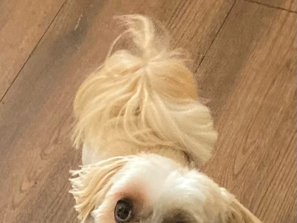Prim & Proper Dog Grooming