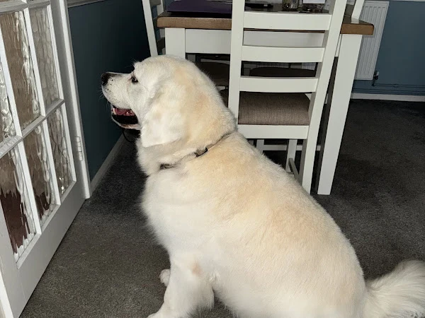 Pristine Paws Dog Grooming