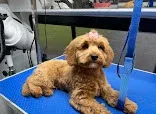 Pro Grooming Mobile