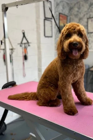 Puppaloops Dog Grooming