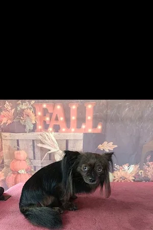Pups Corner