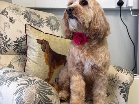 Pups 'n' Shine
