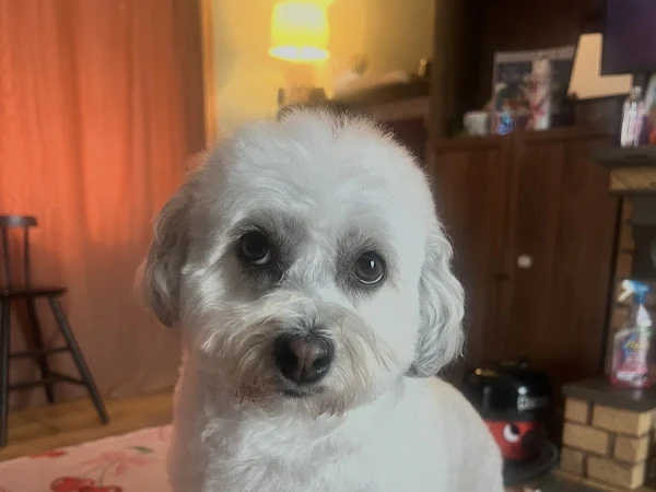 Puptown Girl