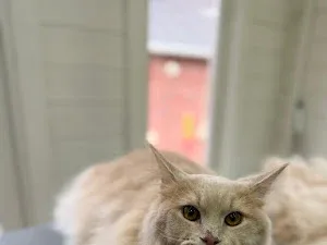 Purrfect Paws Grooming