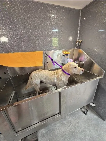 Queenies dog grooming
