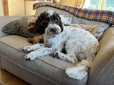 Queens Road Dog Grooming