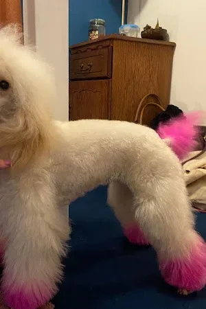 Rabart Canine / Smart Groom