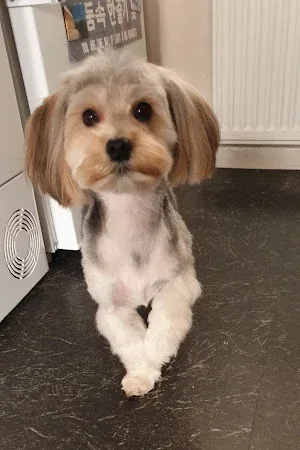 Radleys Pet Styling