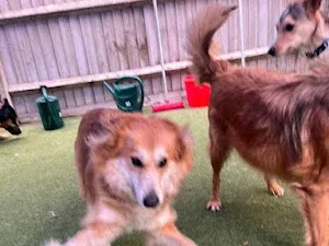 Rags & Bert's Doggy Daycare & Hotel
