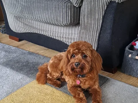 Rainbow's Pet Grooming & Spa