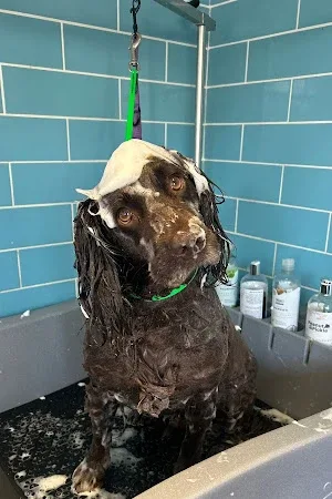Raise The Woof Groomers