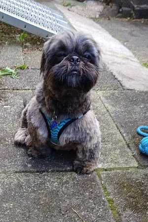 Rhondda FurBabies Dog Grooming