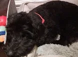 RJ Pet Grooming