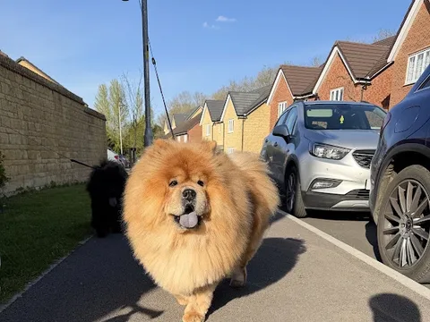 Rosieanna's Dog Grooming