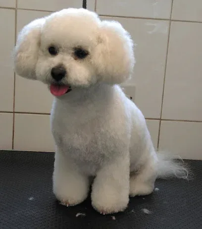 Rosie's Grooming Room