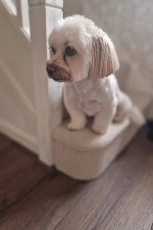 Rosie's Pawfect Paws