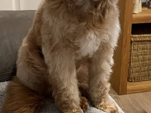 Roslyn's Dog Grooming
