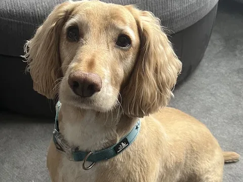 Roxy’s Dog Grooming