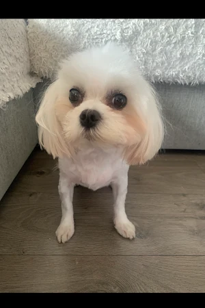Royals Dog Grooming
