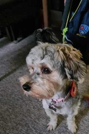 Rubydoos Professional Pet Grooming