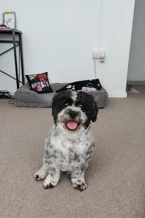 Ruff N Ready Dog Grooming