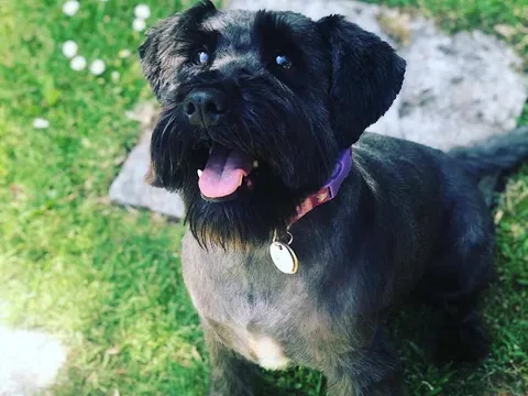 Ruffruffs dog groomers