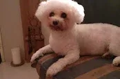 Ruffs Dog Salon