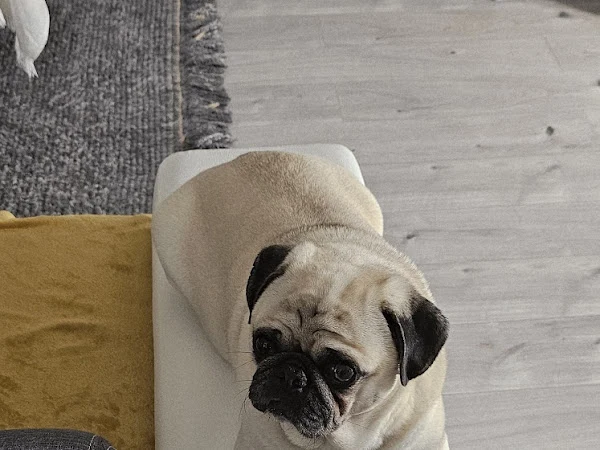 Rupert and Bucks Doggy Cuts Ltd
