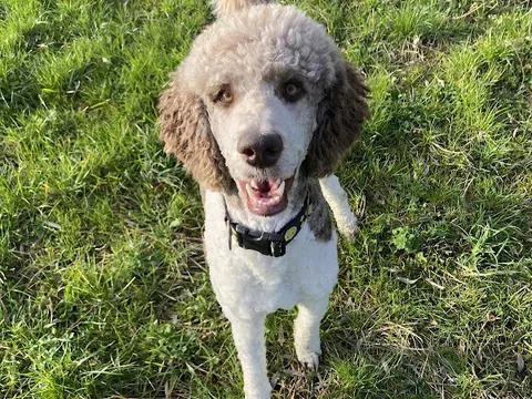 Rural Pawfection Dog Grooming