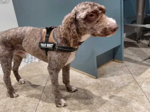 Rushden dog grooming