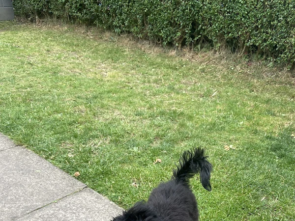 Sall’s Pawesome Walks and Happy Tails Grooming Salon