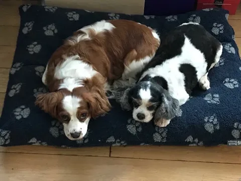 Salty Dog Grooming Company