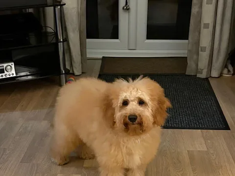 Salvator Dog Grooming