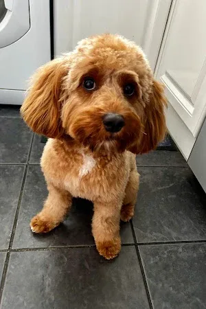 Samco Pet Spa Ltd