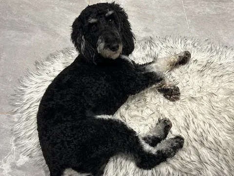 Sam's Woof Wash Grooming Studio
