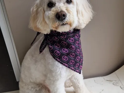 Sandbach Dog Grooming