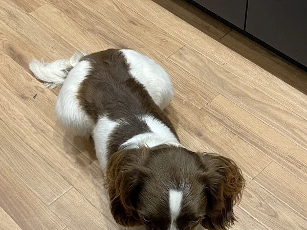 Sandy Paws dog and cat grooming