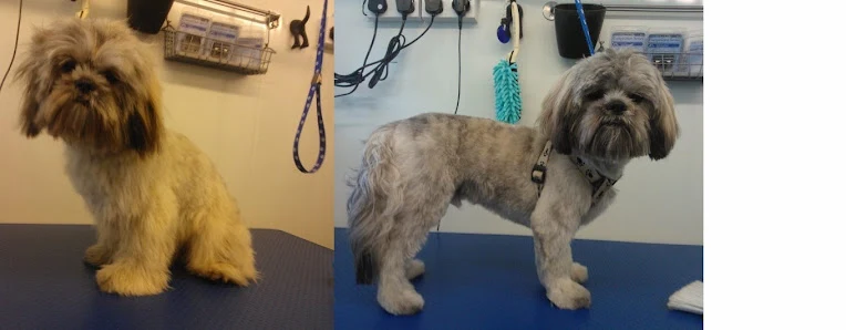 Scissor Hounds
