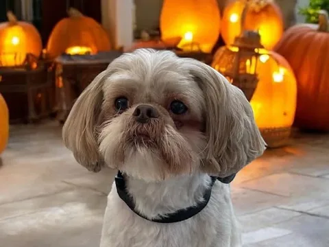 Scruffalicious Dog Groomers