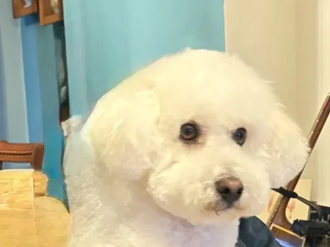 Scruffs Dog Grooming Salon